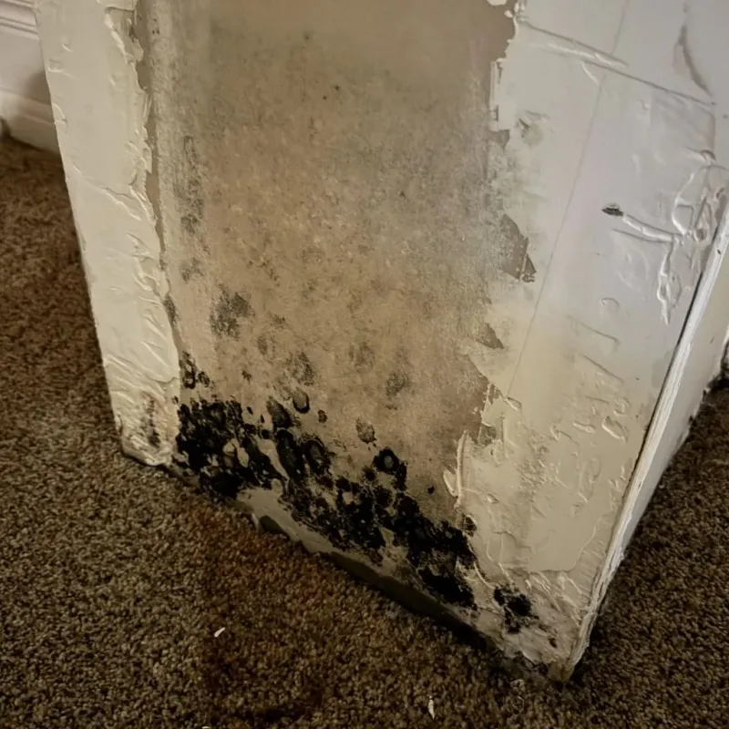 Professional Mold Removal in Painesville, OH